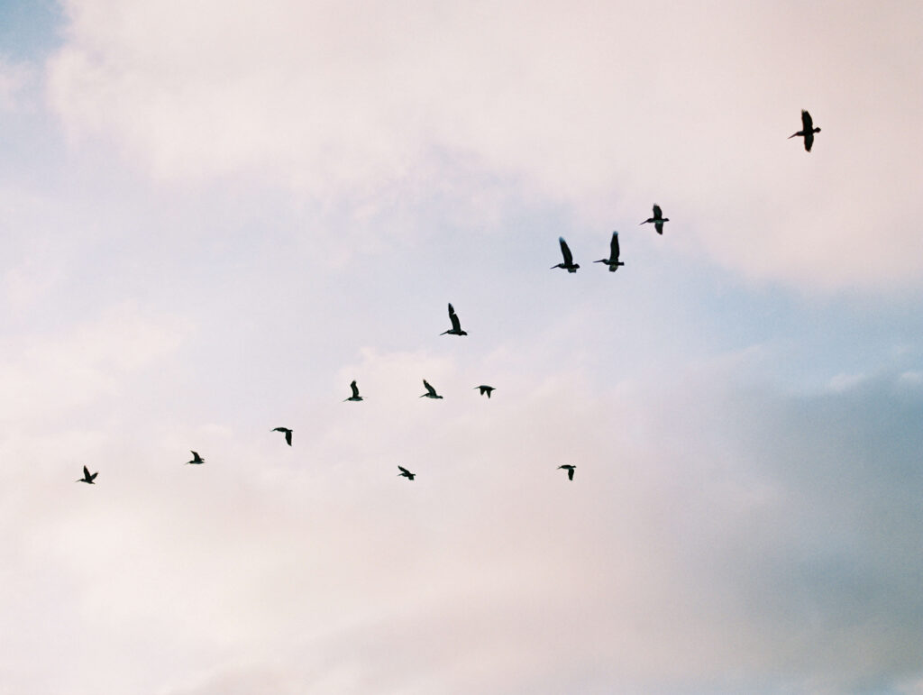 A flock of birds flying in a loose V formation against a cloudy sky with soft pastel hues, captured in the timeless style of fine art film photography. Copyright - Lisa Leanne Photography, California