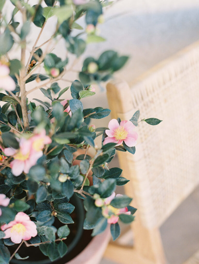 A potted plant with green leaves and light pink flowers sits next to a woven, light-colored wooden chair. The softly blurred background evokes the serene, timeless quality of fine art film photography. Copyright - Lisa Leanne Photography, California