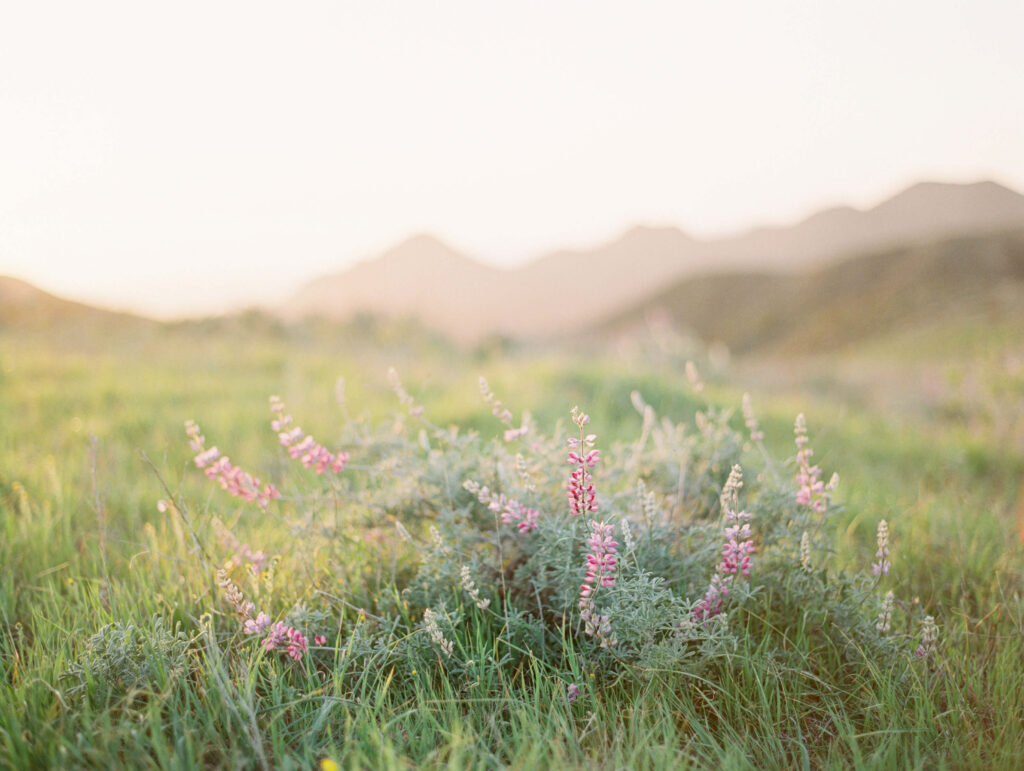 Delicate pink wildflowers blooming in green grass, captured with a fine art film photography aesthetic, with soft sunlight and distant, hazy mountains in the background, creating a peaceful and serene natural landscape. Copyright - Lisa Leanne Photography, California