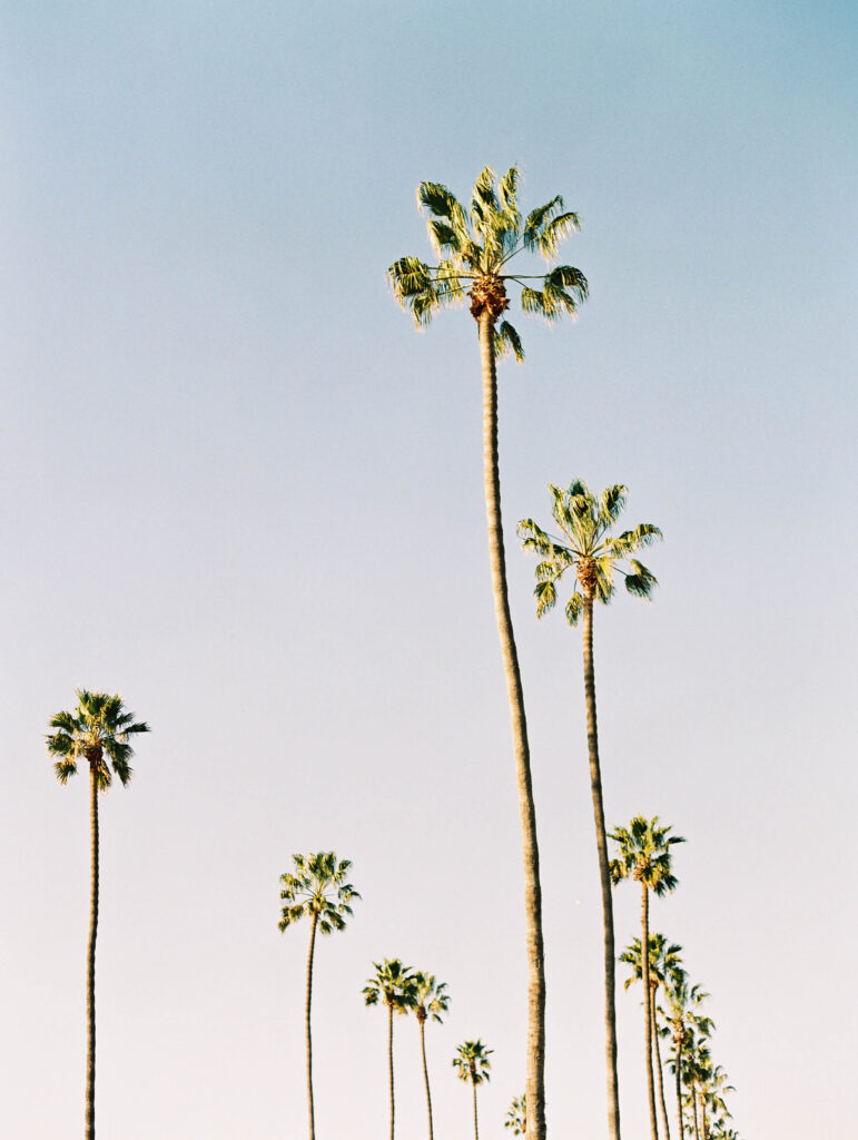 Tall palm trees with slender trunks and leafy tops stand against a clear, pale blue sky, captured in the soft tones of fine art film photography, creating a serene and sunny atmosphere. Copyright - Lisa Leanne Photography, California