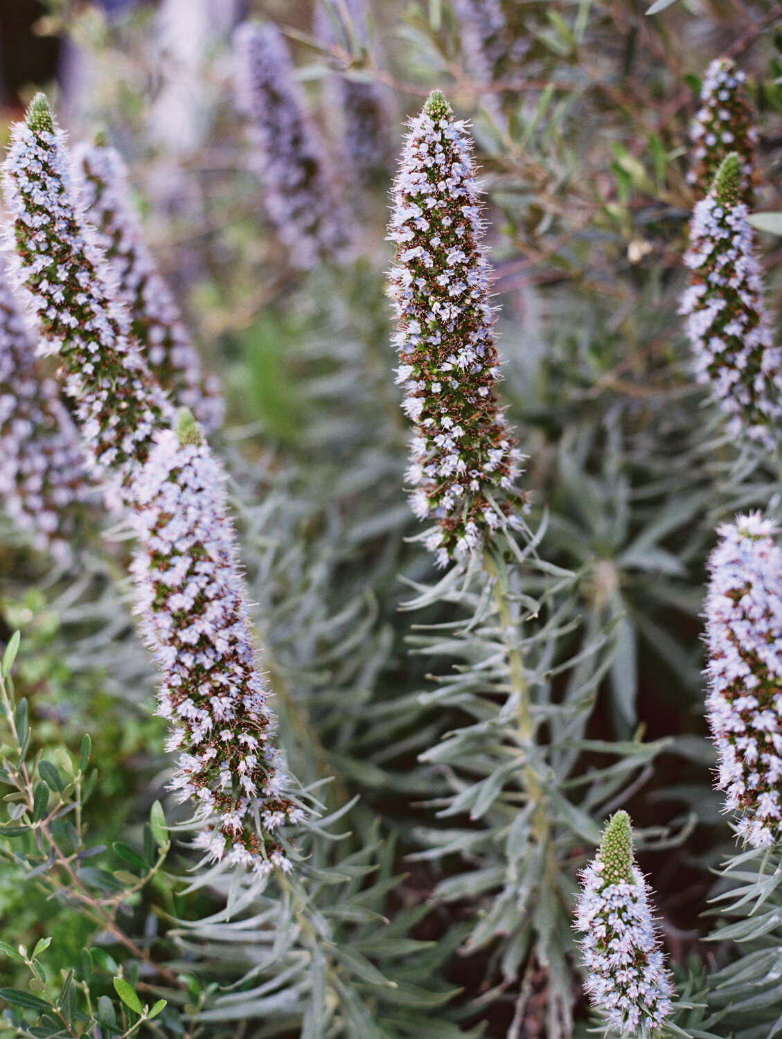 wisteria-photography.com | Wisteria Photography | Nature Photography | Fine Art | Southern California Photographer-2.jpg