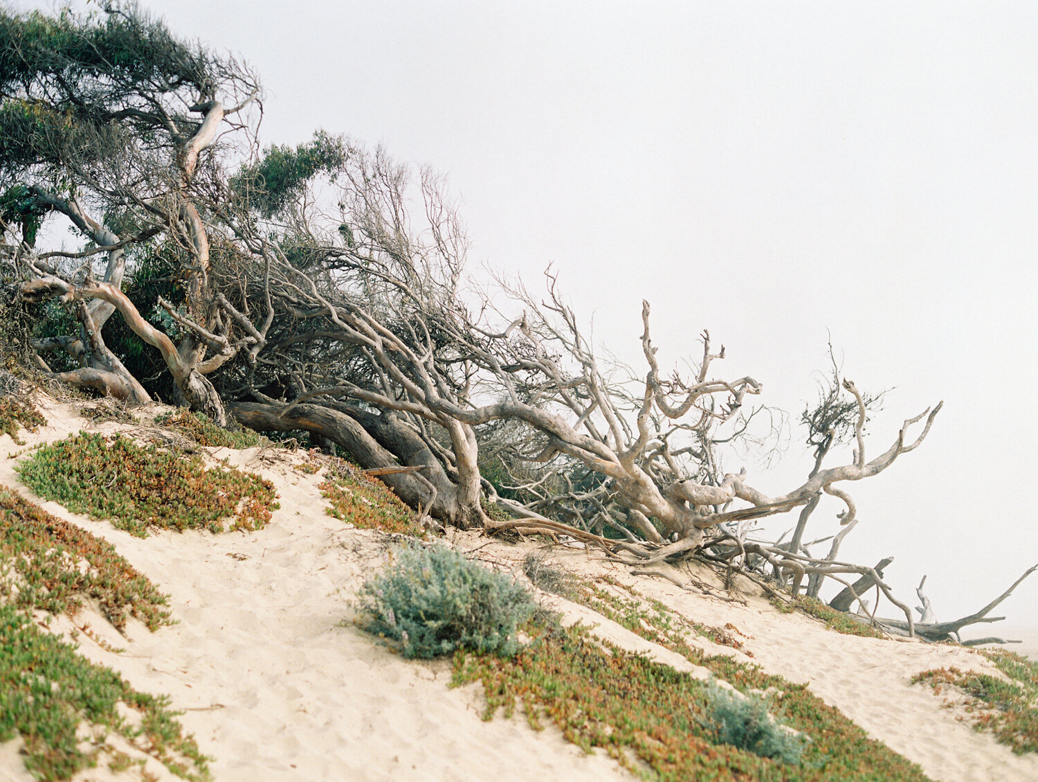 wisteria-photography.com | Wisteria Photography | Nature Photography | Fine Art | Southern California Photographer-27.jpg