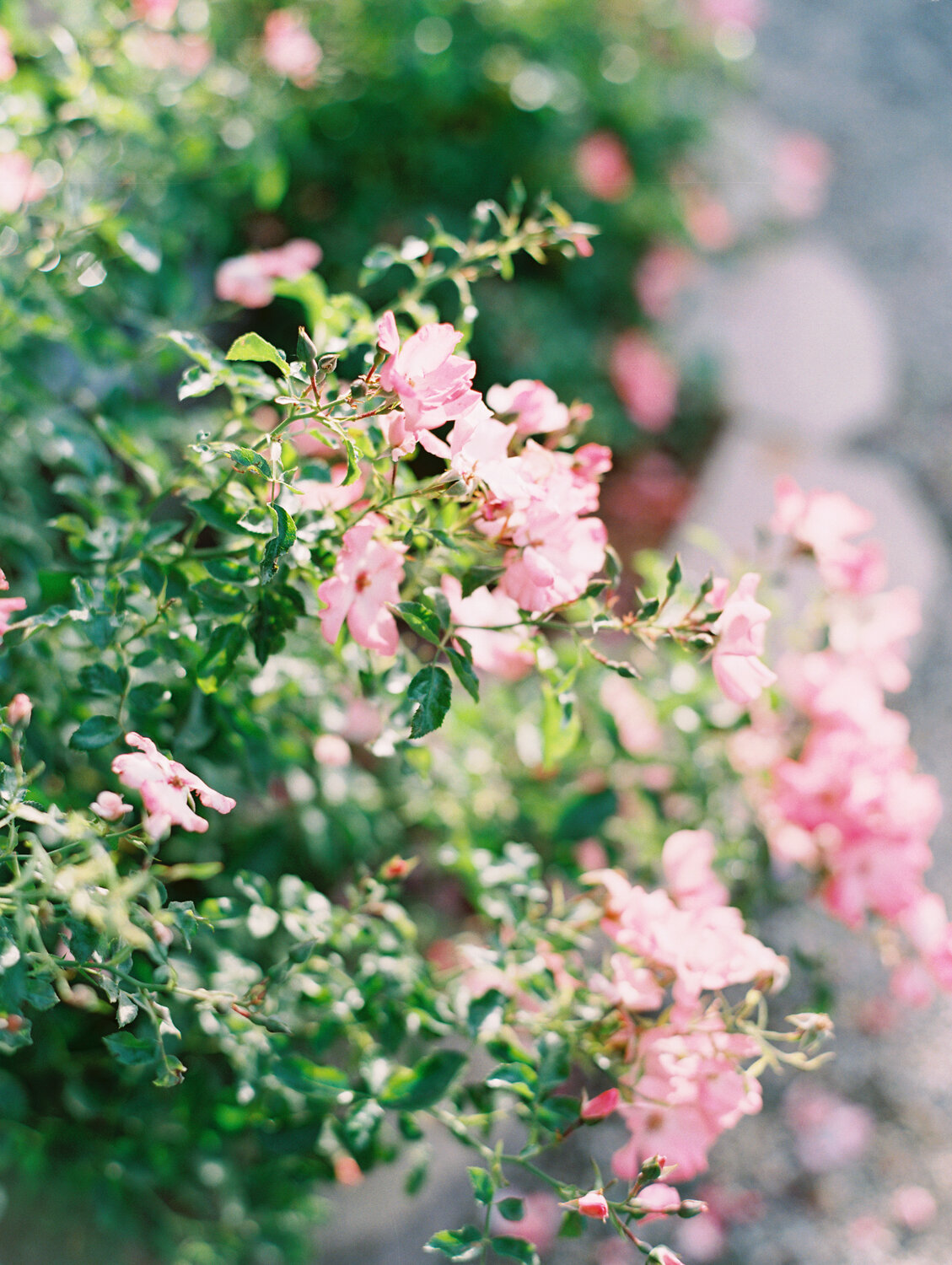 wisteria-photography.com | Wisteria Photography | Nature Photography | Fine Art | Southern California Photographer-29.jpg