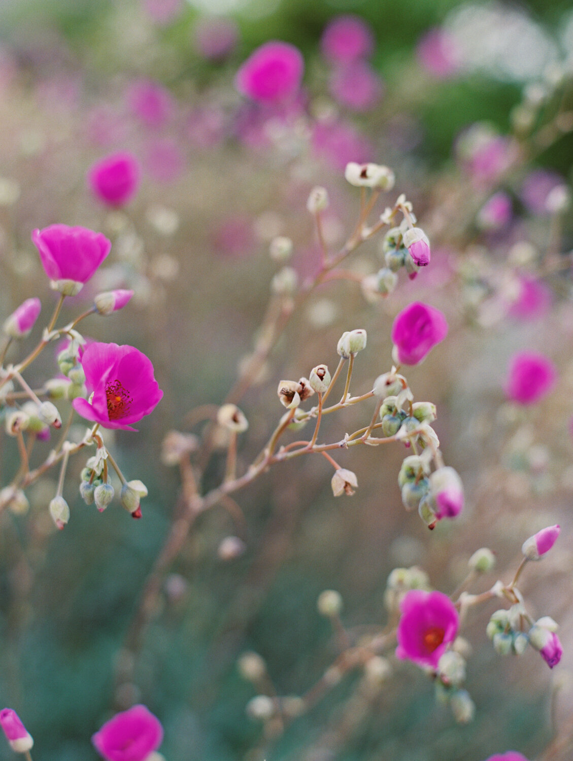 wisteria-photography.com | Wisteria Photography | Nature Photography | Fine Art | Southern California Photographer-5.jpg