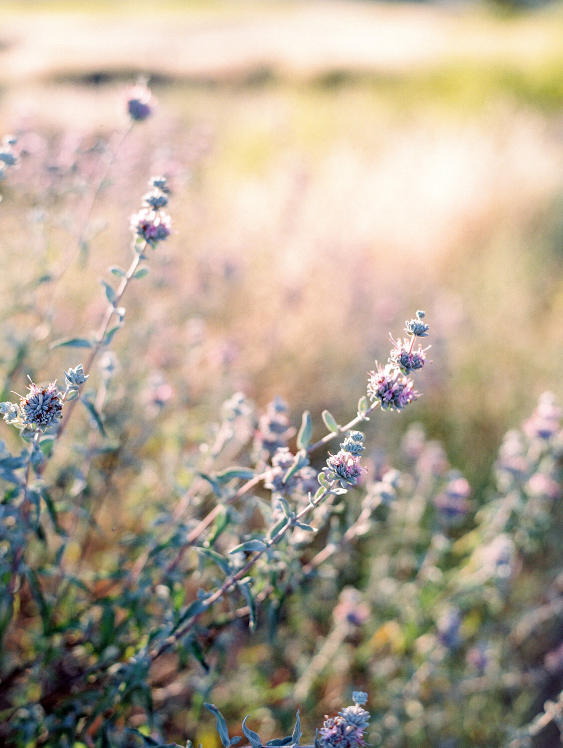 wisteria-photography.com | Wisteria Photography | Nature Photography | Fine Art | Southern California Photographer-7.jpg