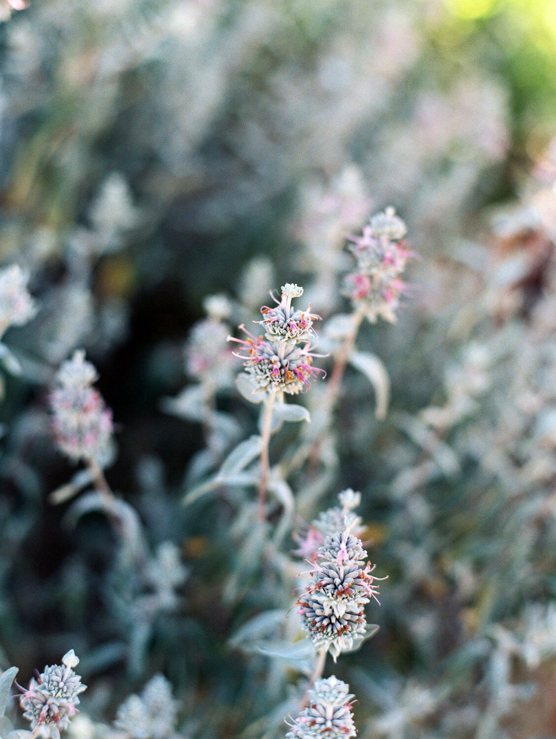wisteria-photography.com | Wisteria Photography | Nature Photography | Fine Art | Southern California Photographer-8.jpg