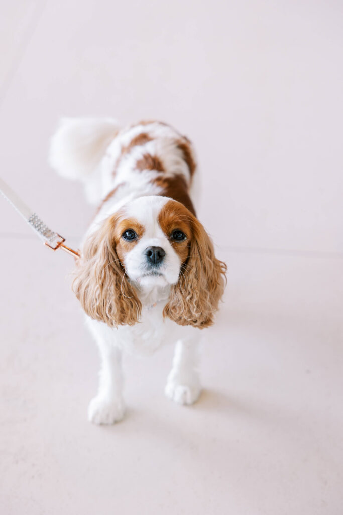 Malibu-Estate-Wedding_Malibu-Wedding_Southern-California-Wedding-Photographer_Lisa-Leanne-Photography_22-683x1024 A Cavalier King Charles Spaniel with long, wavy ears and a white and brown coat stands on a light-colored floor, looking up while attached to a leash. Copyright - Lisa Leanne Photography, California