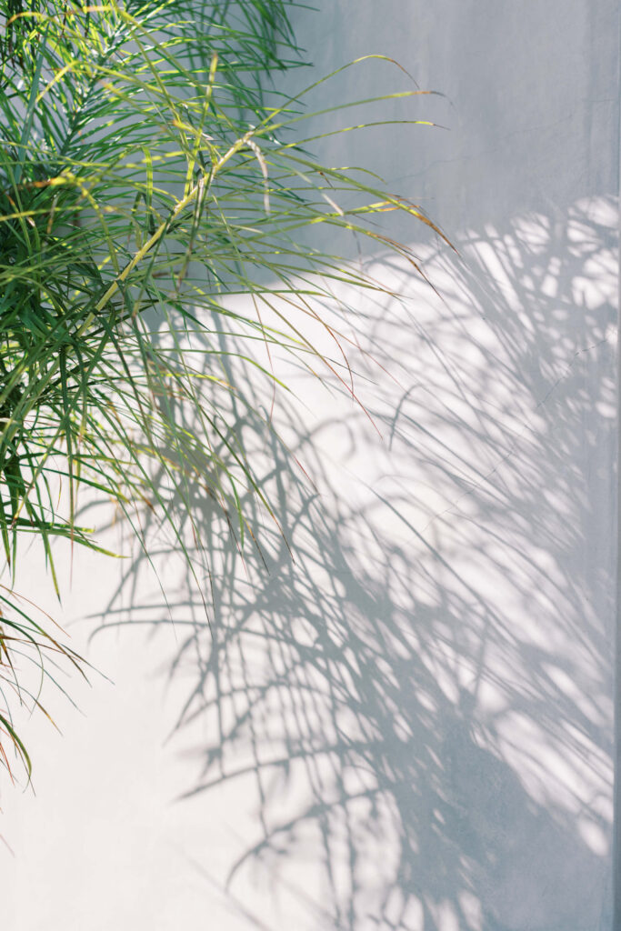 Tall green grass casting intricate shadows on a white wall under bright sunlight. The light creates a pattern of leaves and stems, adding texture and depth to the simple scene. Copyright – Lisa Leanne Photography, California Tall green grass casting intricate shadows on a white wall under bright sunlight. The light creates a pattern of leaves and stems, adding texture and depth to the simple scene. Copyright - Lisa Leanne Photography, California