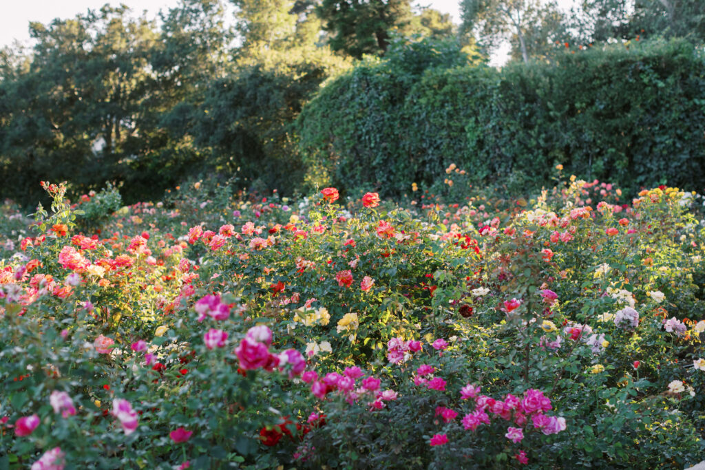 San-Ysidro-Ranch-Rehearsal-Dinner_Santa-Barbara-Wedding_Southern-California-Wedding-Photographer_Lisa-Leanne-Photography_20-1024x683 A lush garden filled with blooming roses in various colors, including red, pink, yellow, and orange, surrounded by green foliage and trees in the background. Sunlight filters through, illuminating parts of the flowers. Copyright - Lisa Leanne Photography, California