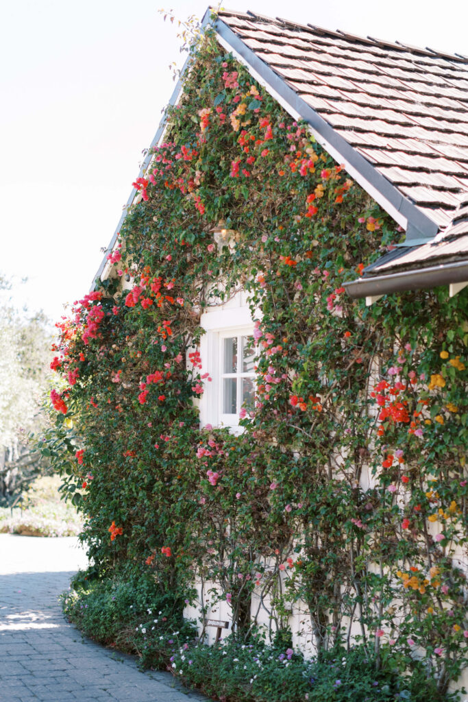 San-Ysidro-Ranch-Rehearsal-Dinner_Santa-Barbara-Wedding_Southern-California-Wedding-Photographer_Lisa-Leanne-Photography_4-683x1024 A white house with a shingled roof is covered in vibrant climbing roses with red, pink, and yellow blooms growing around a small window. A paved path runs alongside the lush, flowering vines. Copyright - Lisa Leanne Photography, California