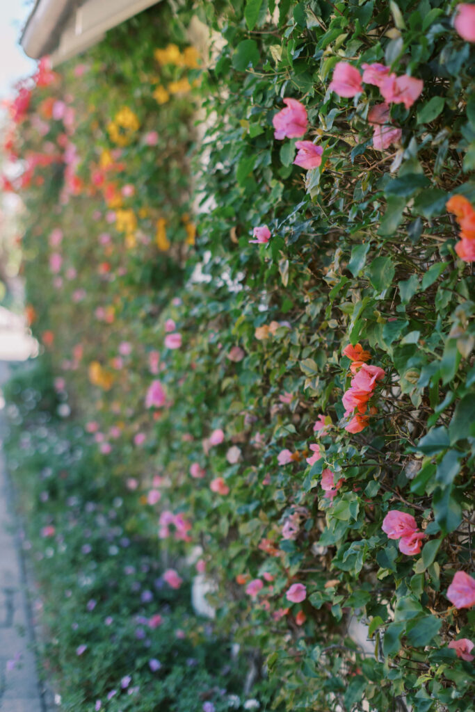 San-Ysidro-Ranch-Rehearsal-Dinner_Santa-Barbara-Wedding_Southern-California-Wedding-Photographer_Lisa-Leanne-Photography_5-683x1024 A lush wall covered in vibrant, blooming flowers in shades of pink, orange, and yellow runs alongside a walkway, creating a colorful and lively garden scene. Copyright - Lisa Leanne Photography, California