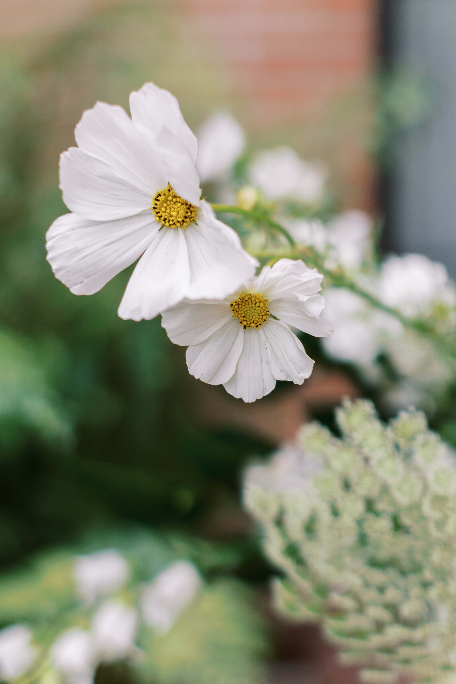 California Club Rooftop Ceremony Florals