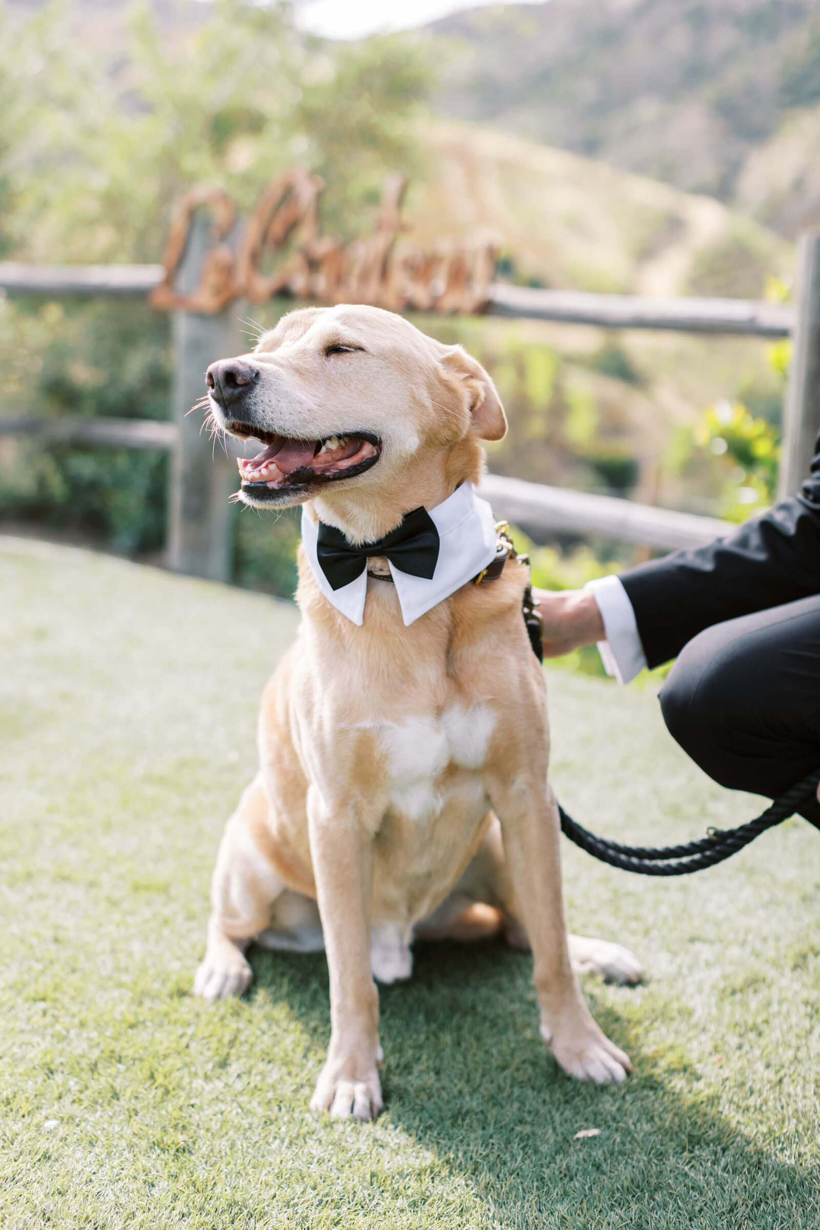 Saddlerock Ranch Wedding - Pup Portrait - Lisa Leanne Photography