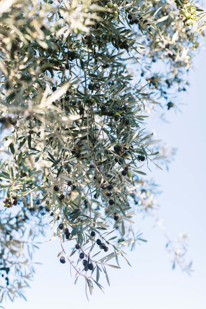 Emily & Andy wedding at Cielo Farms, Malibu - Lisa Leanne Photography
