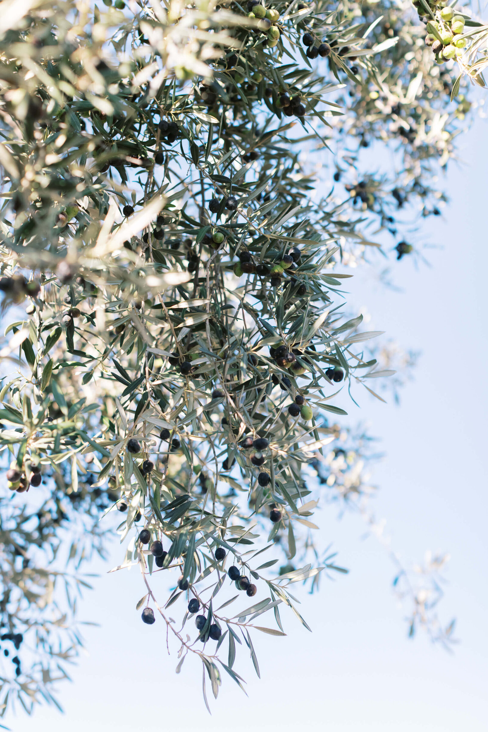 Cielo Farms Wedding Olive Tree - Lisa Leanne Photography