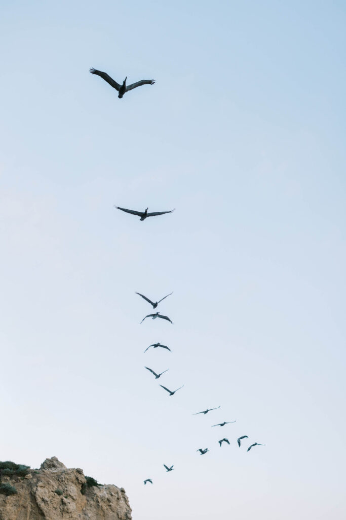 El Matador Beach Engagement Session - A group of birds flies in a V-formation against a clear, pale blue sky, with cliffs visible in the lower left corner of the image. Copyright - Lisa Leanne Photography, California