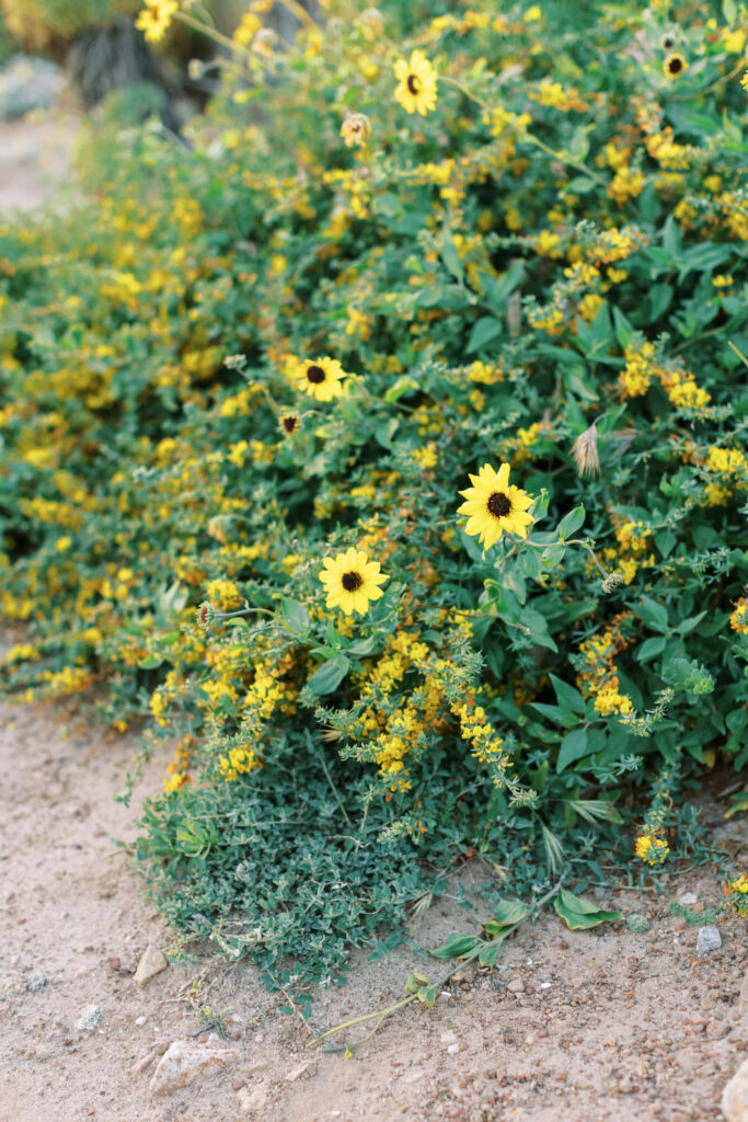 Springtime El Matador Beach Engagement Session - A cluster of bright yellow wildflowers with green leaves grows beside a patch of sandy soil in a natural outdoor setting. Copyright - Lisa Leanne Photography, California
