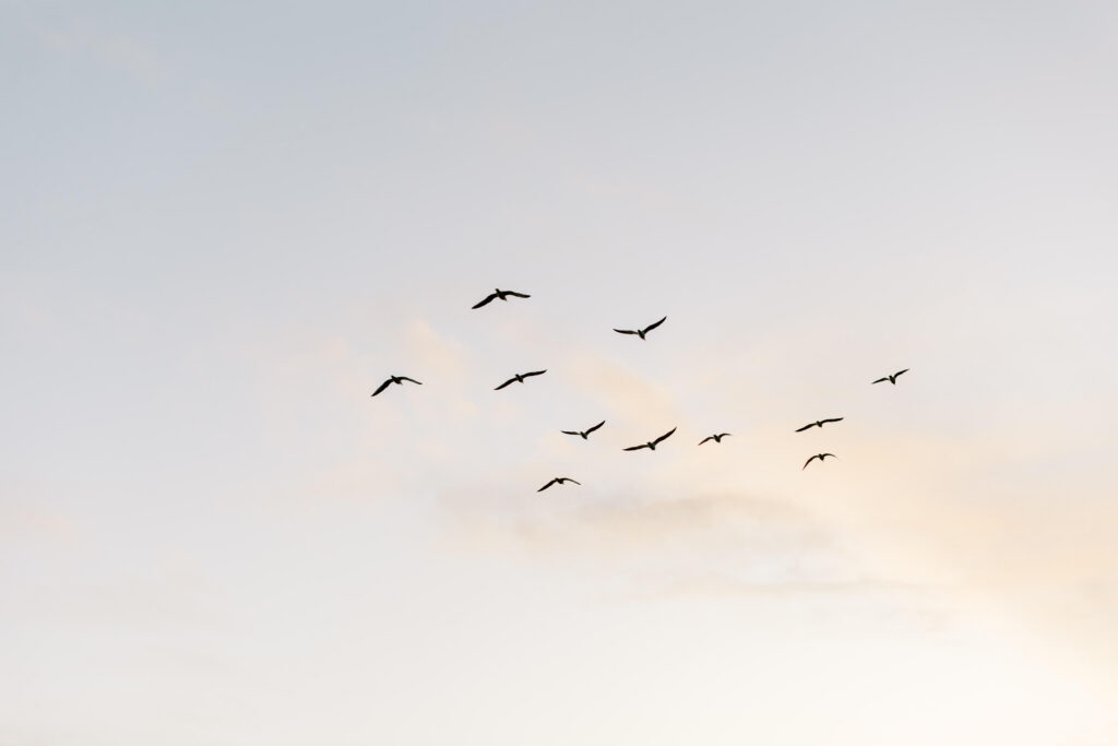 Malibu Engagement Session - El Matador Beach - A flock of birds flies across a pale sky with soft clouds at sunset or sunrise, creating a peaceful and open atmosphere. Copyright - Lisa Leanne Photography, California