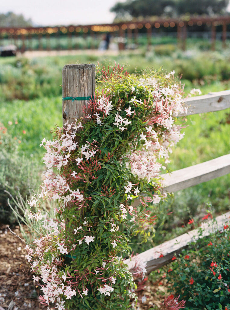 Roblar Farm Jasmine. Copyright - Lisa Leanne Photography, California