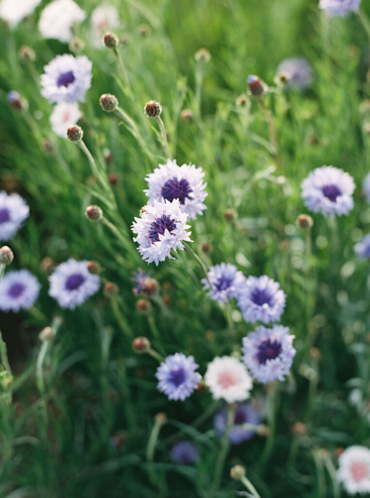 Roblar Farm Spring Florals. Copyright - Lisa Leanne Photography, California