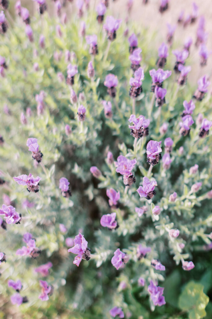 Roblar Farm Lavender. Copyright - Lisa Leanne Photography, California